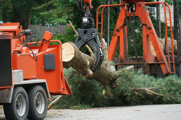 Best Lawn Disease Treatment  in Winnebago, MN