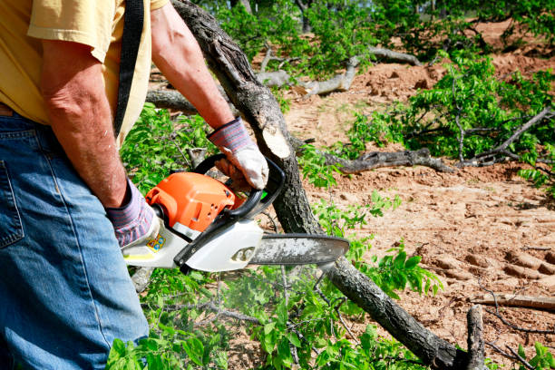 Best Tree Disease Treatment  in Winnebago, MN